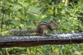 Indian palm squirrel ( three-striped palm squirrel ÃÂ 